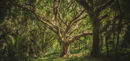 Piantare alberi  Scelta del materiale vivaistico