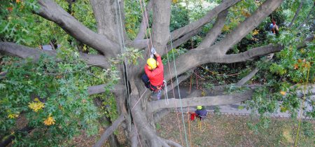 Abbattimento alberi alto fusto