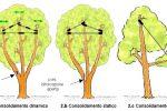 Consolidamento Alberi